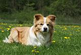 BORDER COLLIE 946